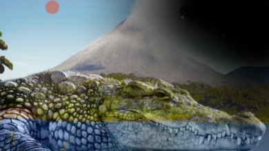 Lagartos y Cocodrilos en el Volcán Arenal